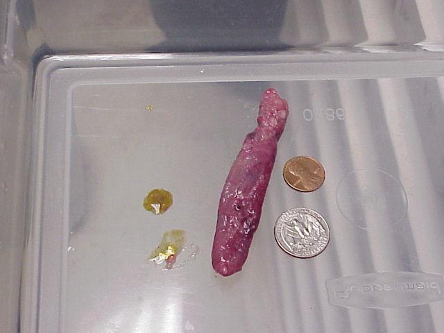 Ball Python hard yolk belly series
