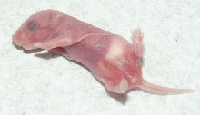 pinkie mouse