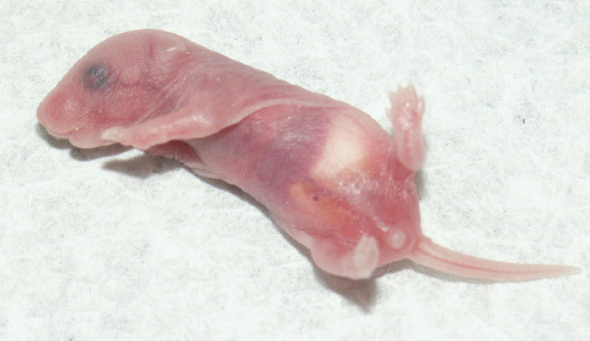 pinkie mouse