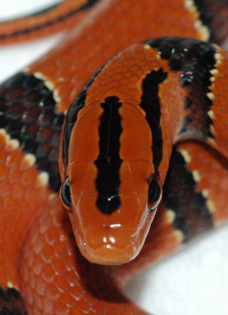 Pulchra head