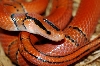 Pulchra