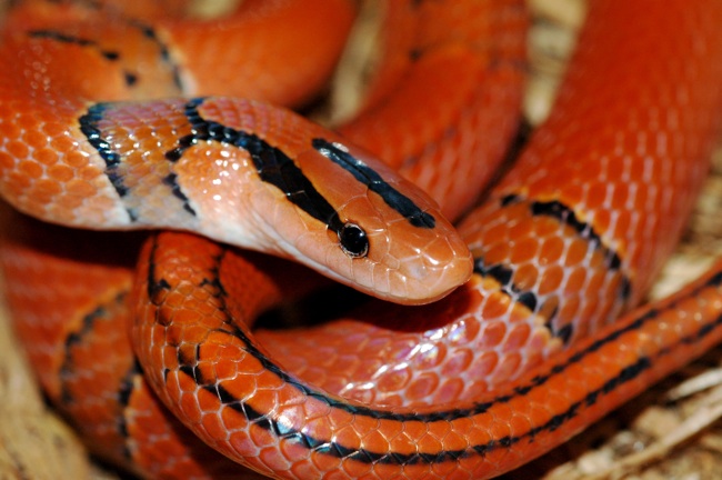 Pulchra