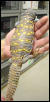Ornate Uromastyx