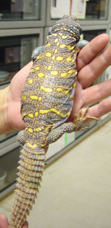Ornate Uromastyx