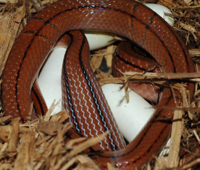 v laying