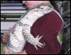 Whitethroat Monitor adult