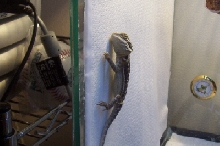 dulcesleep