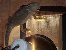 kaipo