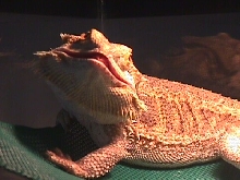 Loki Smiling
