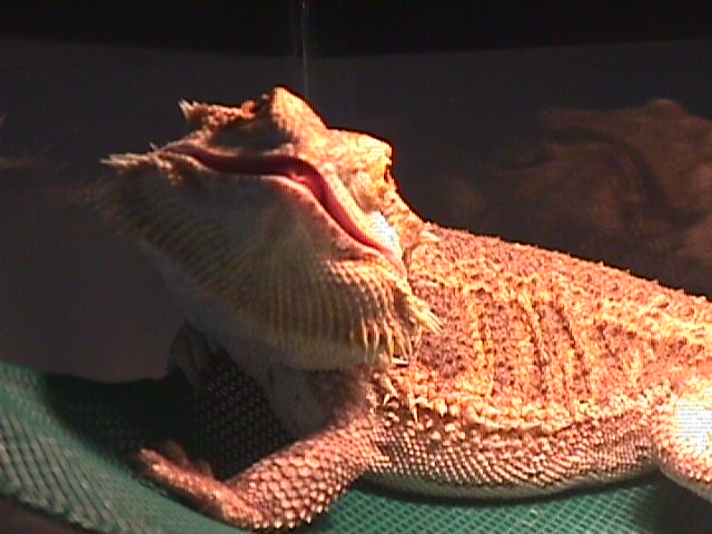 Loki Smiling