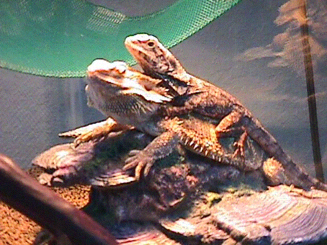 Frilled and Bearded Best Friends Forever