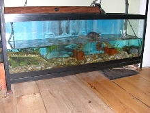 Spotted Tank Before
