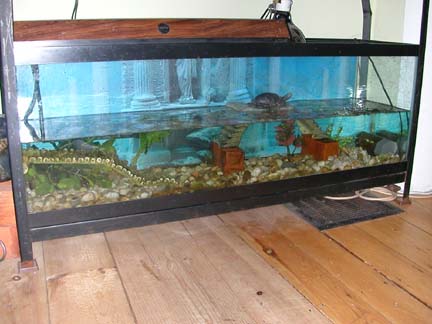 Spotted Tank Before