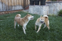 Cody&Malo2