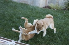 Cody&Malo3