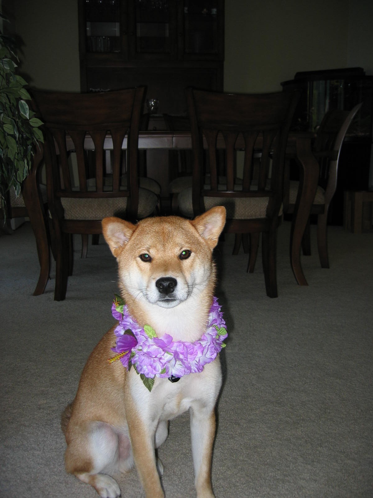 Cody Lei