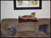 Cody on Sofa