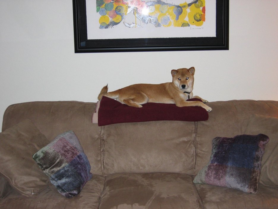 Cody on Sofa