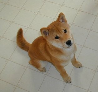 Good sit