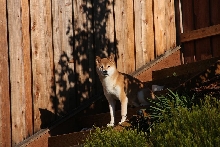 Cody Yard 1
