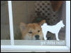 shiba3