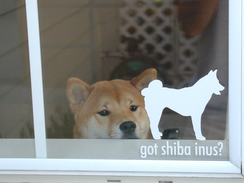 shiba3