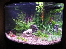 Tank pic
