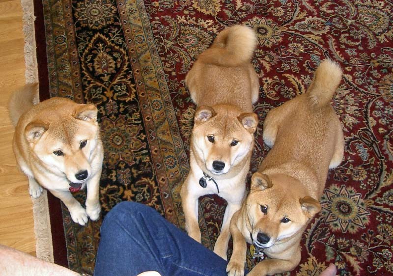 3 stooges