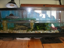 Spotted Tank Redo