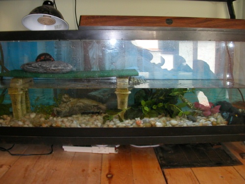 Spotted Tank Redo