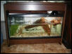 Musk Turtle Tank