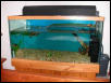 Turtle Tank Front
