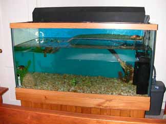 Turtle Tank Front