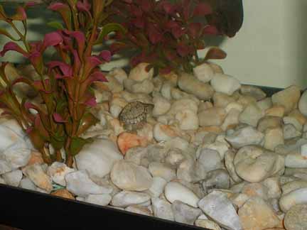 Looking for food