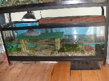 Spotted Tank Redo Again