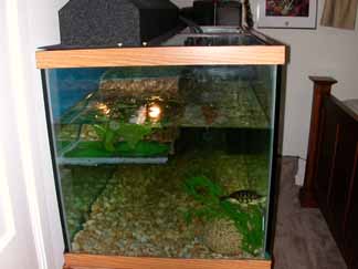 Turtle Tank Left Side