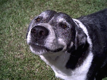 Smiling Pokey