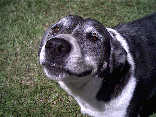 Smiling Pokey