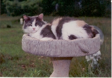 Sister in birdbath