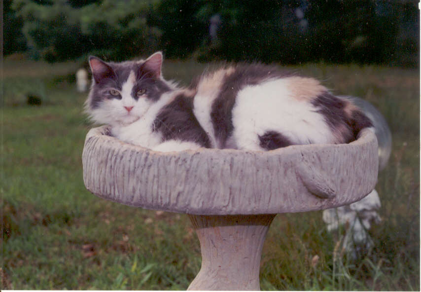 Sister in birdbath