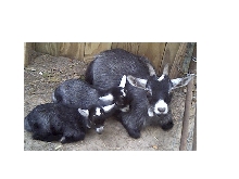 Mallie and her little bucklings