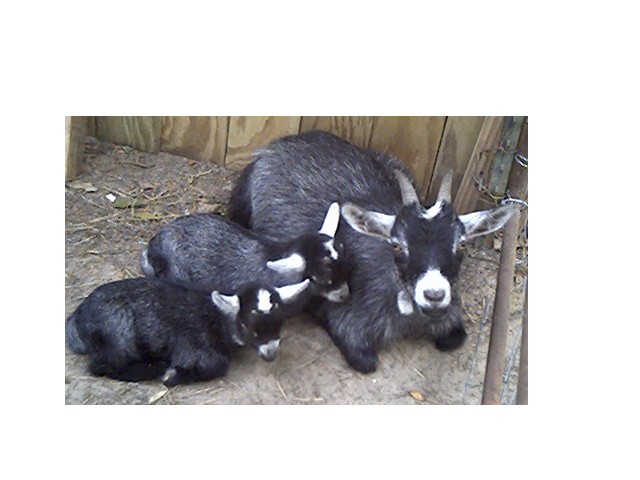 Mallie and her little bucklings