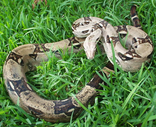 boa