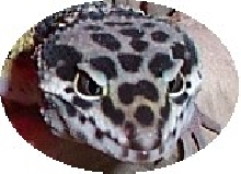 head