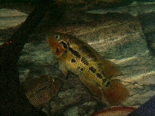 red tiger female
