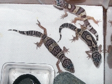 My first 3 Geckos