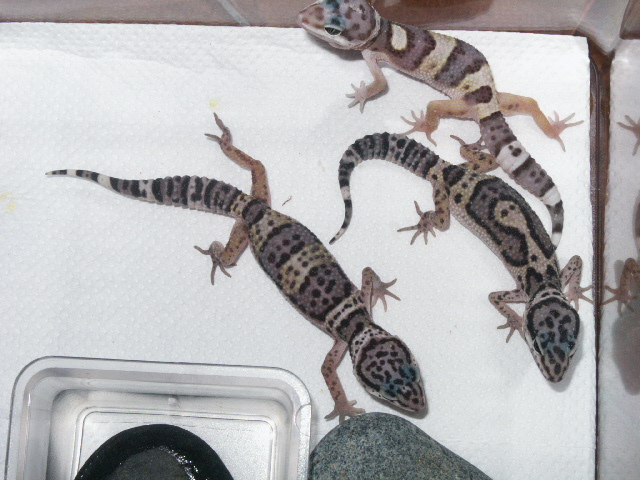 My first 3 Geckos