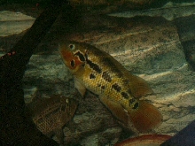 Female Red Tiger
