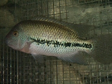 breidohri