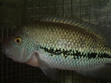 breidohri